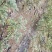 吴茱萸苗高产量四川中药材种植基地一手货源基地