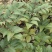 吴茱萸苗高产量四川中药材种植基地一手货源基地