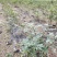 吴茱萸苗高产量四川中药材种植基地一手货源基地
