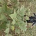吴茱萸苗高产量四川中药材种植基地一手货源基地