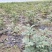 吴茱萸苗高产量四川中药材种植基地一手货源基地