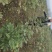 吴茱萸苗高产量四川中药材种植基地一手货源基地