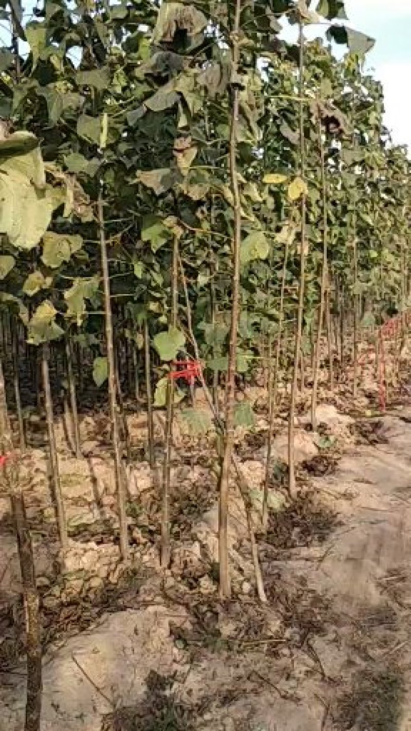 梓树小苗0.5-1.2公分一百万棵