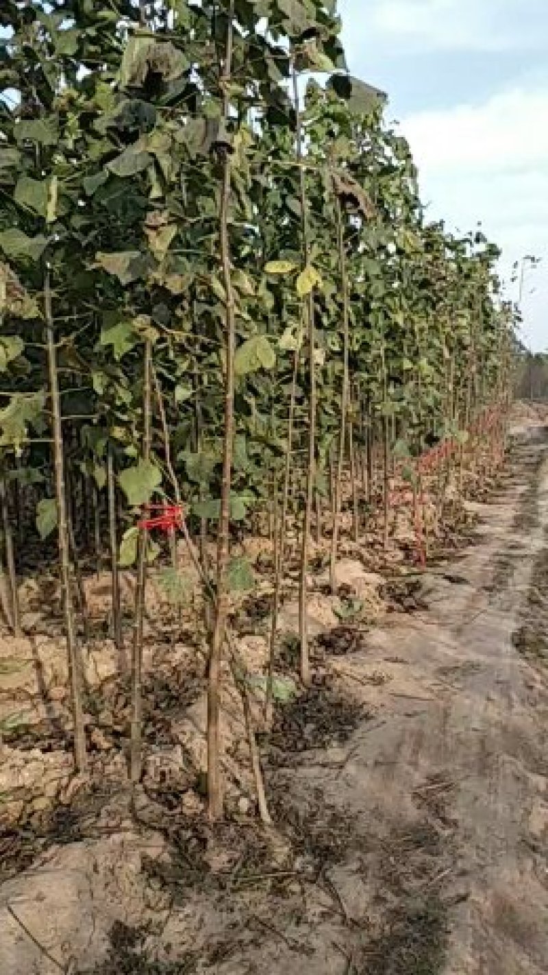 梓树小苗0.5-1.2公分一百万棵