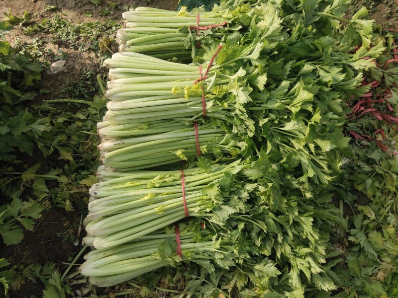 精品蔬菜