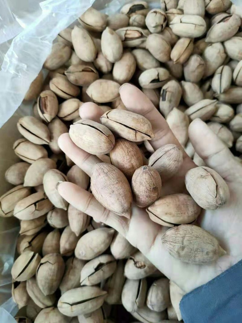 2019年新货，碧根果，个大，人饱满