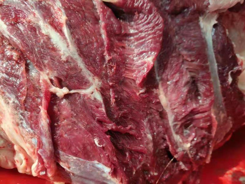 大量供应鲜马肉，养殖基地直发，可根据客户要求加工