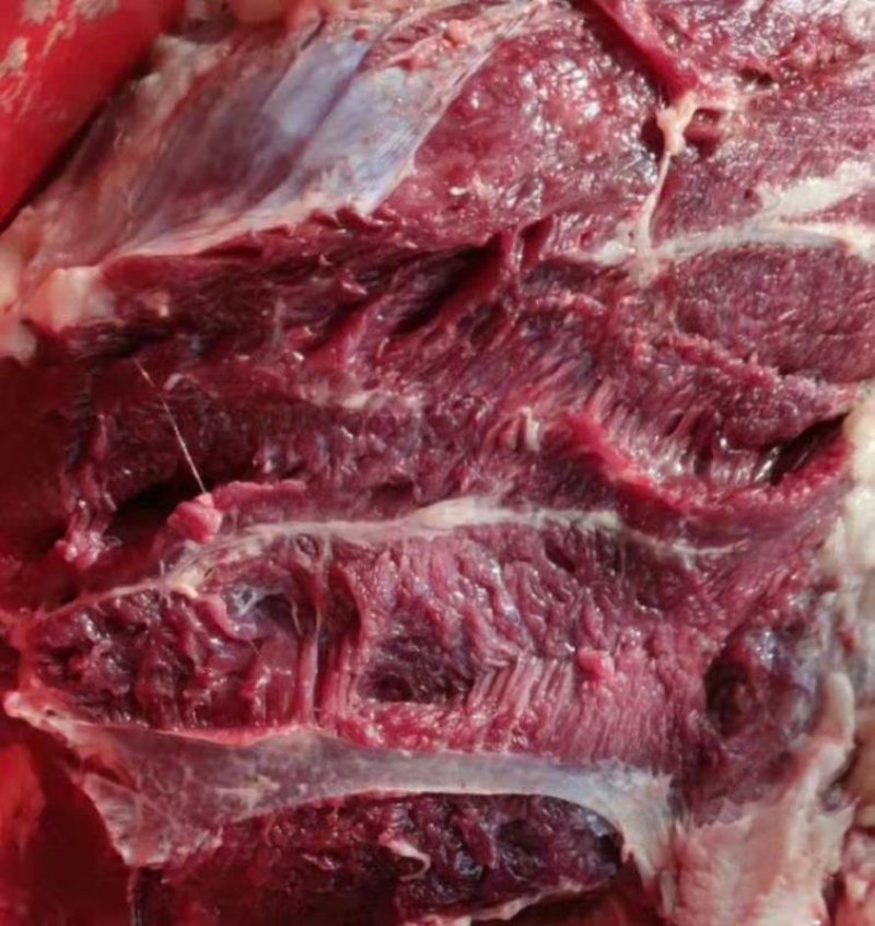 大量供应鲜马肉，养殖基地直发，可根据客户要求加工