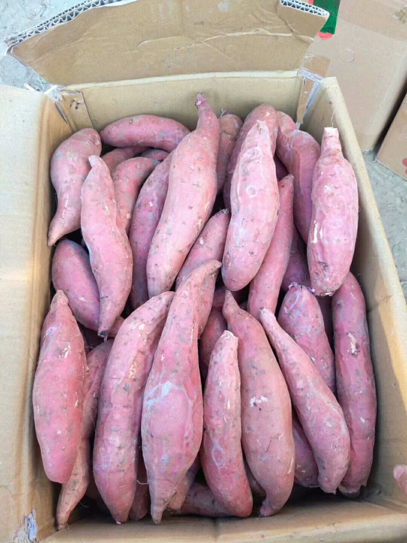 内蒙烟薯25蜜薯赤峰自营基地，烤地瓜专用电商微商