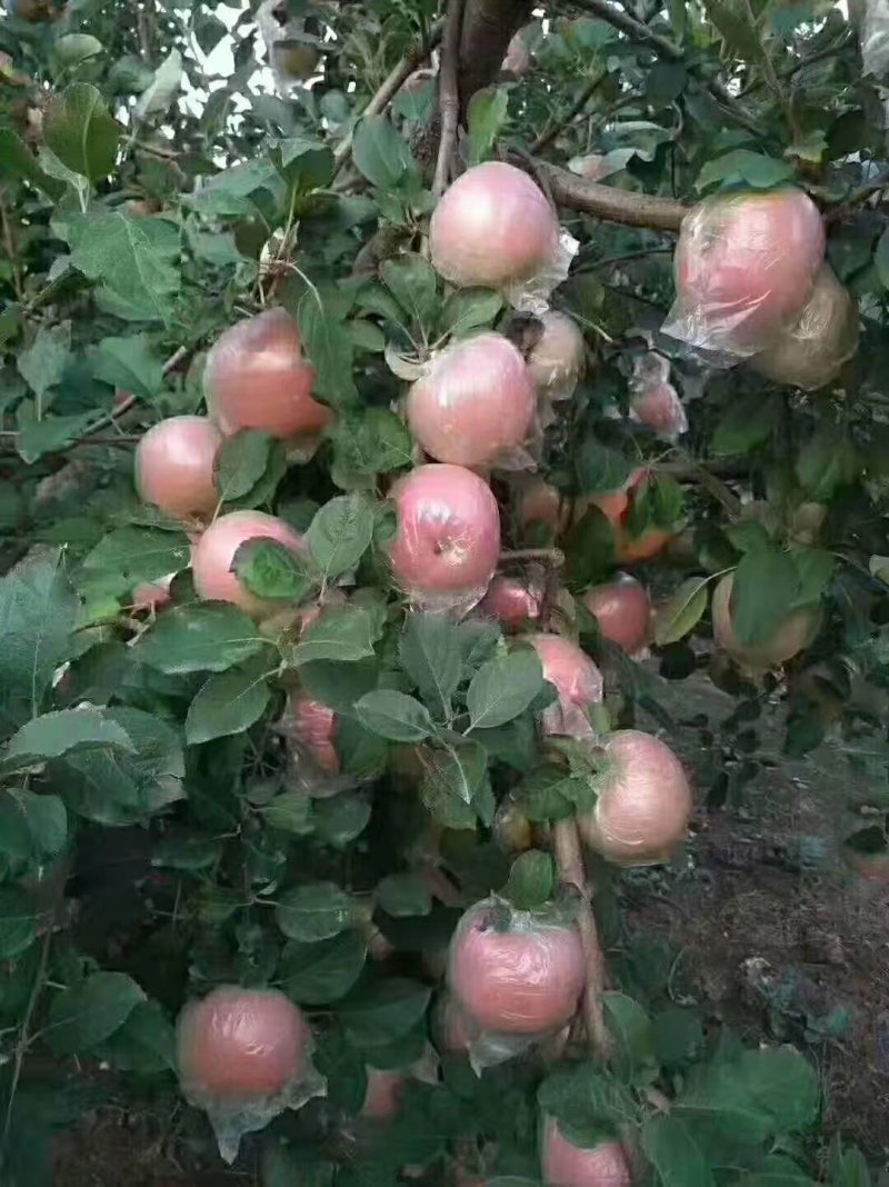 红富士苹果
