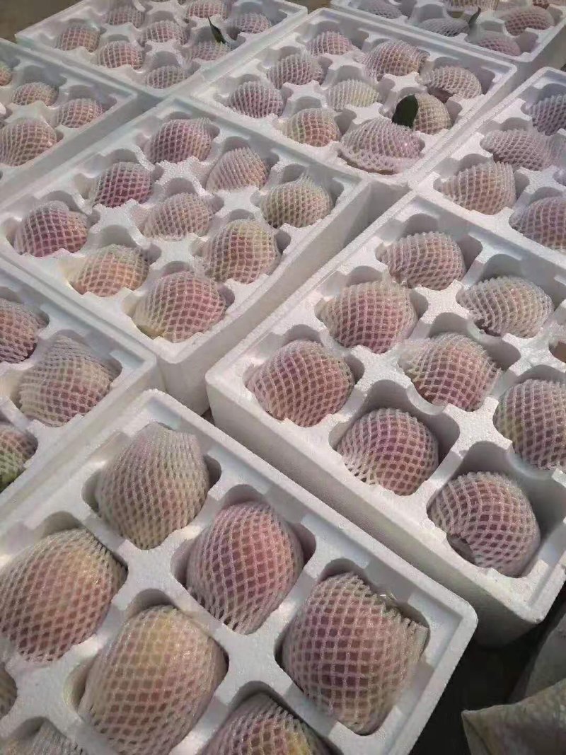 红富士苹果