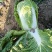 青杂白菜，精品白菜，产地直发绿翠源果蔬专业合作