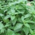 优质野生薄荷种苗～一次种植多年收益的野菜种苗