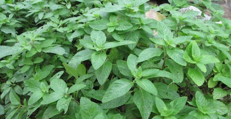 优质野生薄荷种苗～一次种植多年收益的野菜种苗