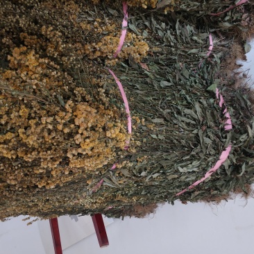 贵州中药材正品一枝黄花一束黄花包邮