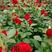 玫瑰苗，月季苗，常年供货，欢迎订购，量大从优