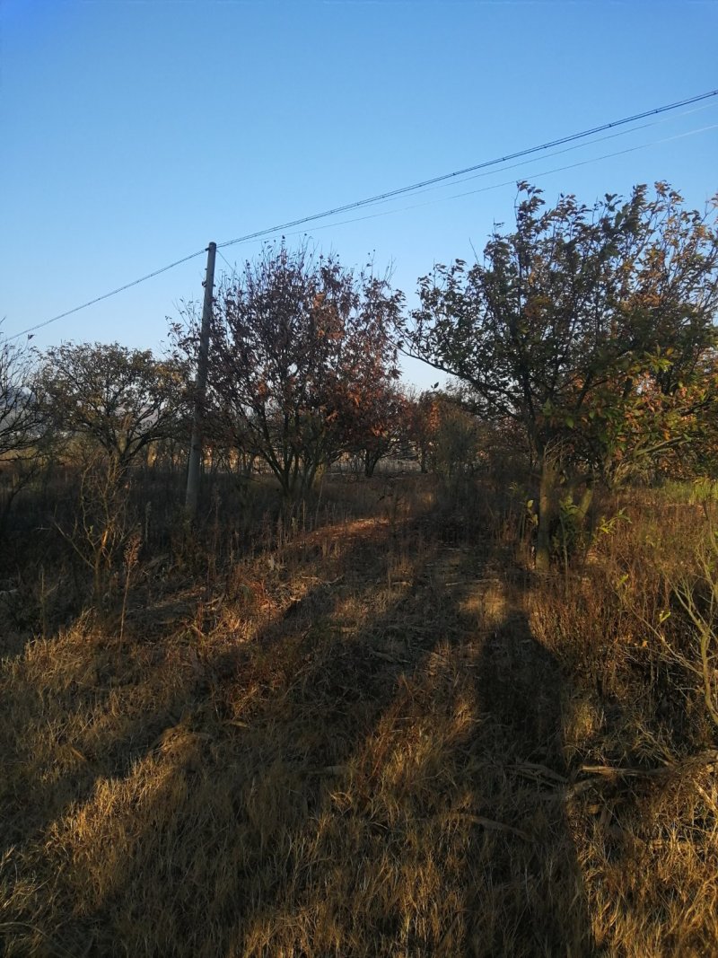 平地农用地出租。土地肥沃。通电走路