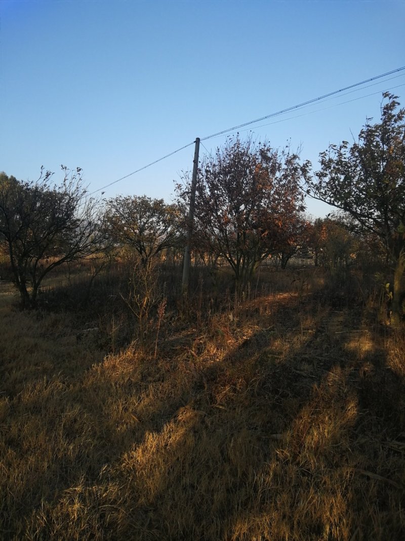 平地农用地出租。土地肥沃。通电走路
