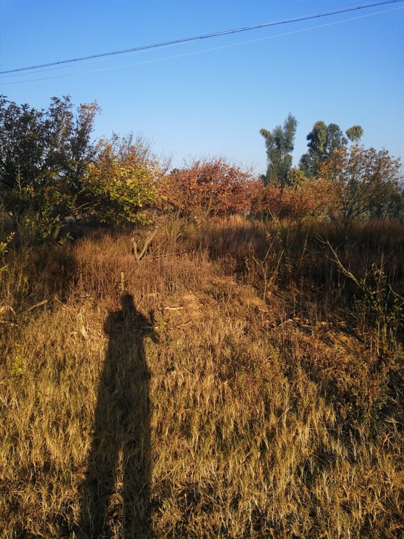 平地农用地出租。土地肥沃。通电走路