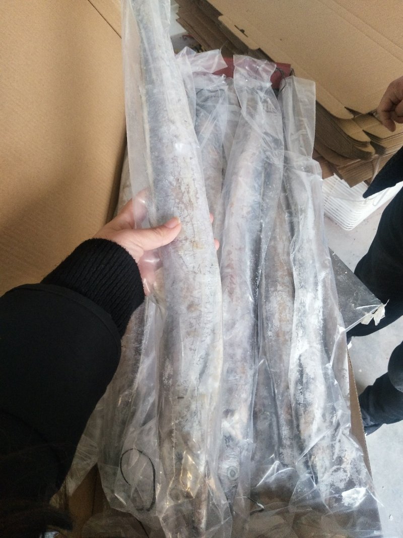 带鱼礼盒条冻大带鱼精品带鱼油带鱼