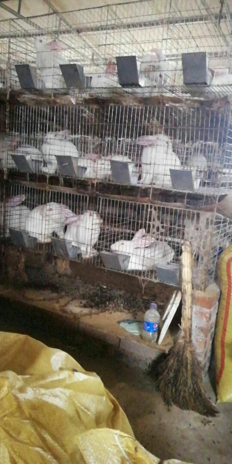 3层12位兔笼加密母兔笼厂家批发母兔子笼子带产箱