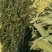 河北汉青种业厂家直销汉青1号杂交高粱种子