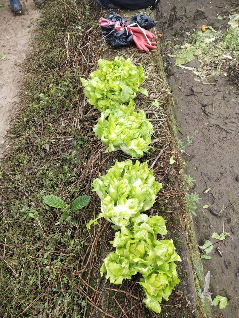 儿菜