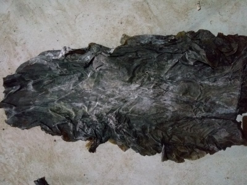 深海小海带：新品淡干海带.叶片嫩绿.懂行下单.全国发货