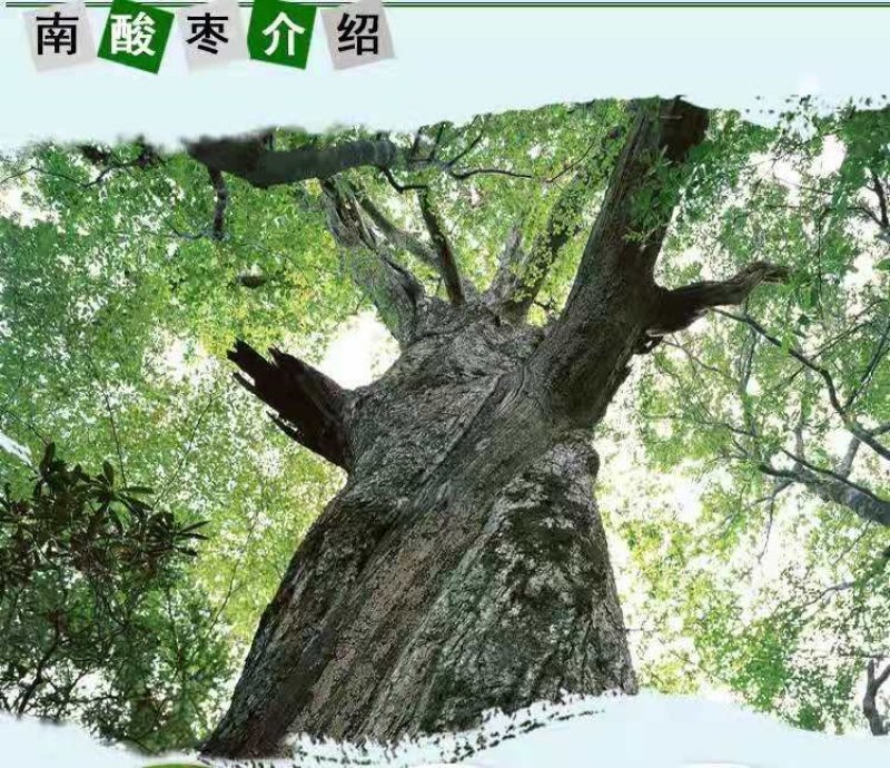 酸枣糕果脯一件代发江西特产食品休闲零食