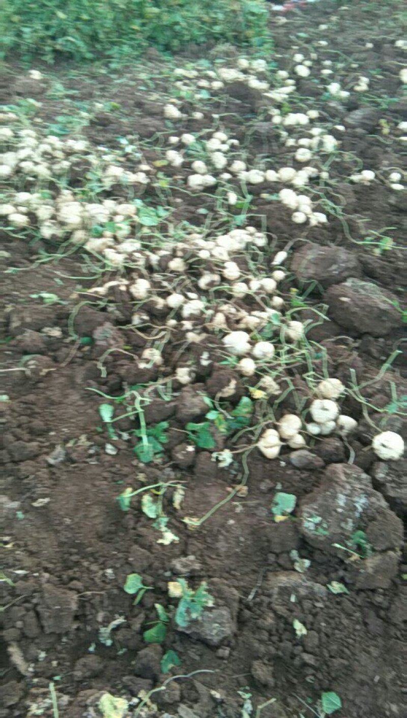 蔬菜