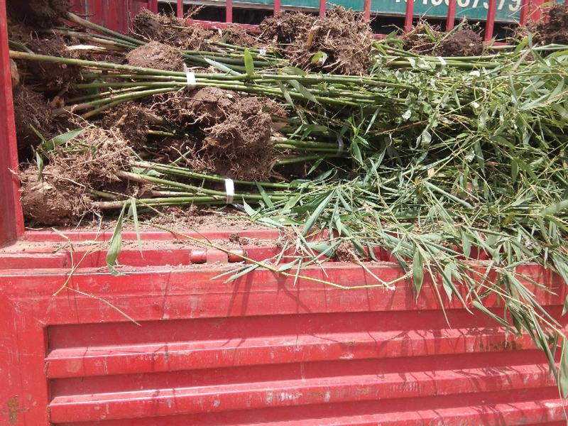 早园竹3~4m绿化专用苗包技术包成活