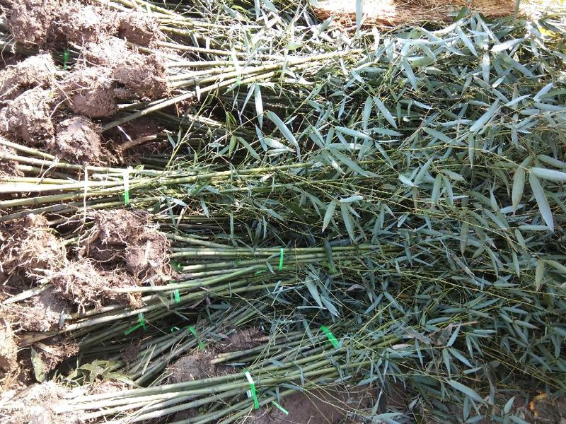早园竹3~4m绿化专用苗包技术包成活