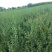 【精品】连翘苗，山西药用连翘苗，连翘苗基地直发，量大质优