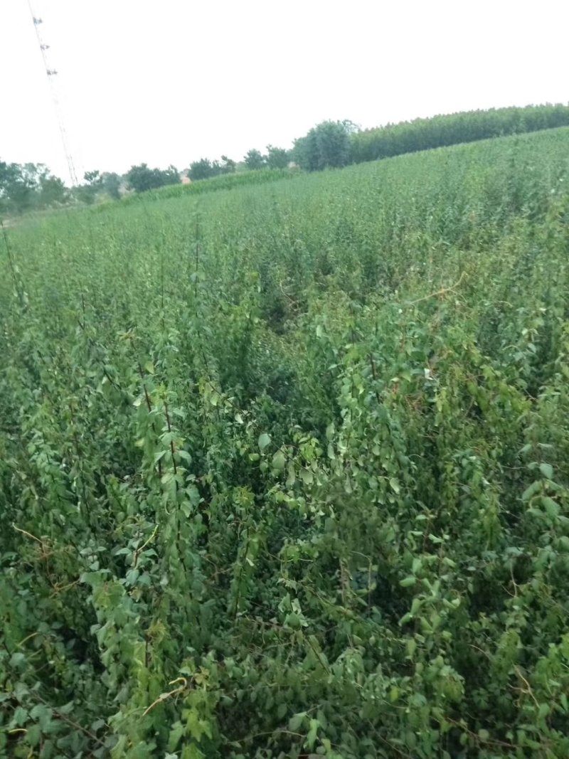 【精品】连翘苗，山西药用连翘苗，连翘苗基地直发，量大质优