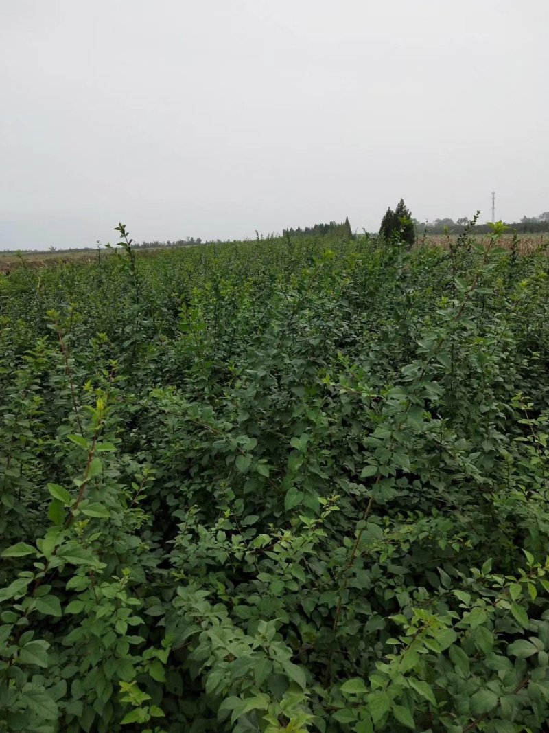 【精品】连翘苗，山西药用连翘苗，连翘苗基地直发，量大质优