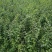 【精品】连翘苗，山西药用连翘苗，连翘苗基地直发，量大质优