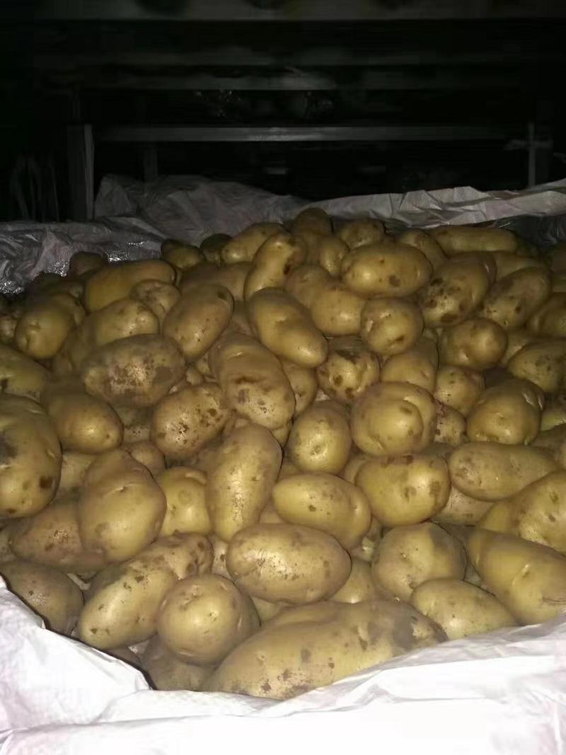 土豆3两以上，荷兰十五土豆冷库开始出库