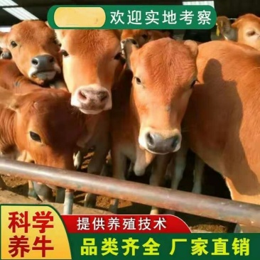 湘西黄牛品质保障提供技术免费运输让您养牛无忧