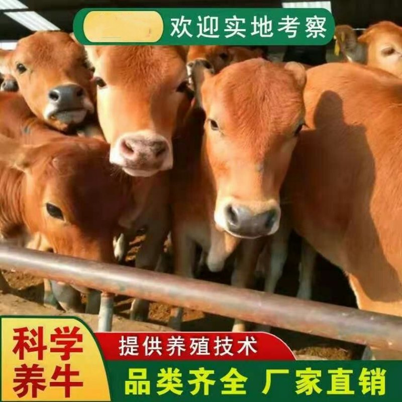 湘西黄牛品质保障提供技术免费运输让您养牛无忧