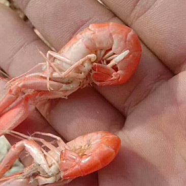 爪虾