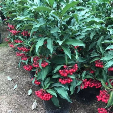 黄金万两18杯富贵籽自产自销大量有货基地直销