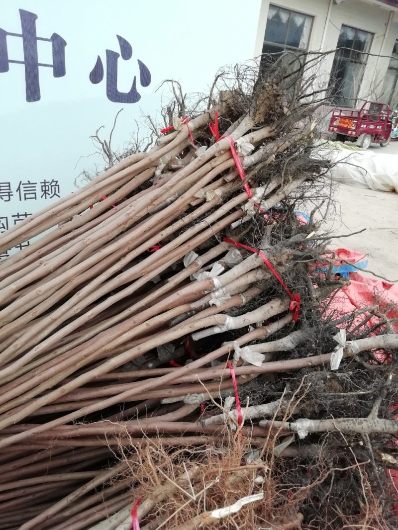 甜柿子苗批发，有次郎，大秋，阳丰甜柿，磨盘柿，黑柿子