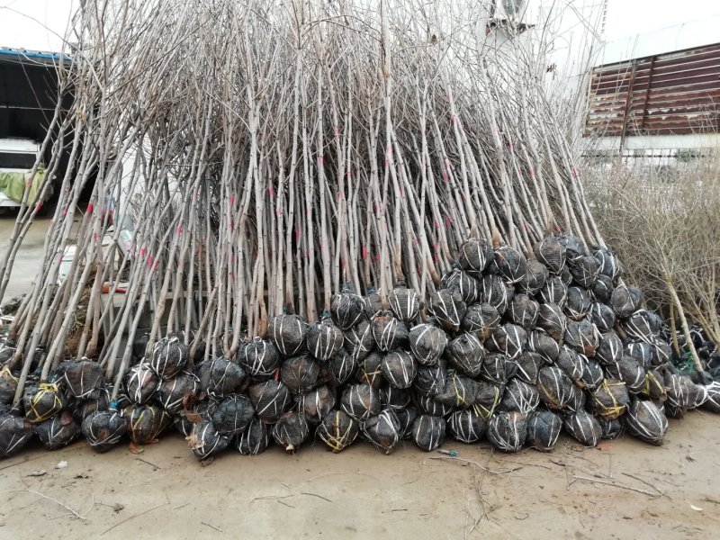 甜柿子苗批发，有次郎，大秋，阳丰甜柿，磨盘柿，黑柿子