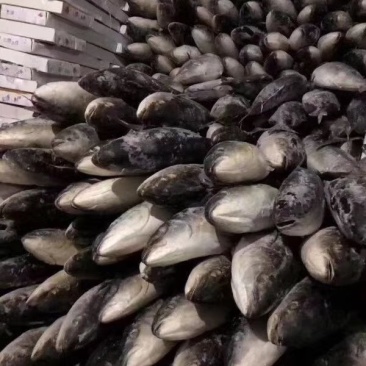 金枪鱼