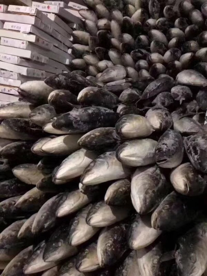 金枪鱼