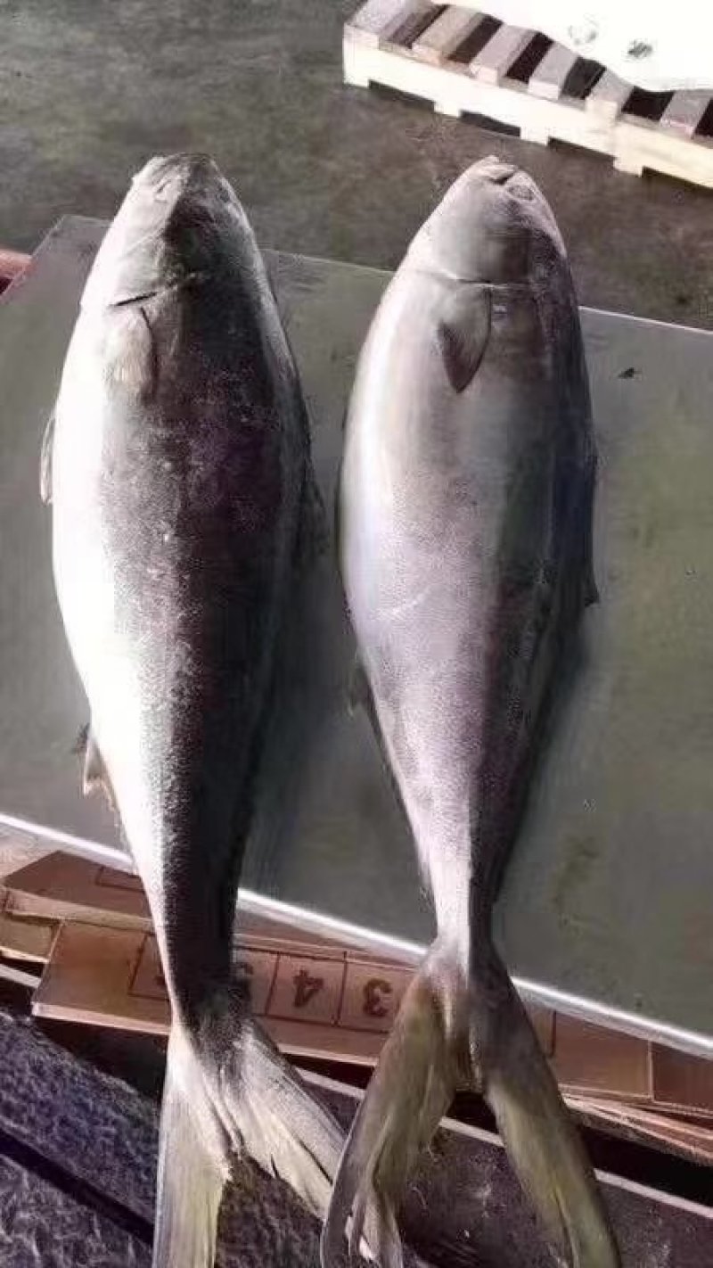 金枪鱼