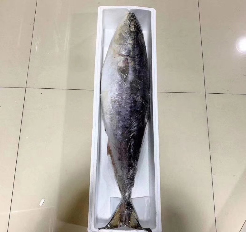 金枪鱼