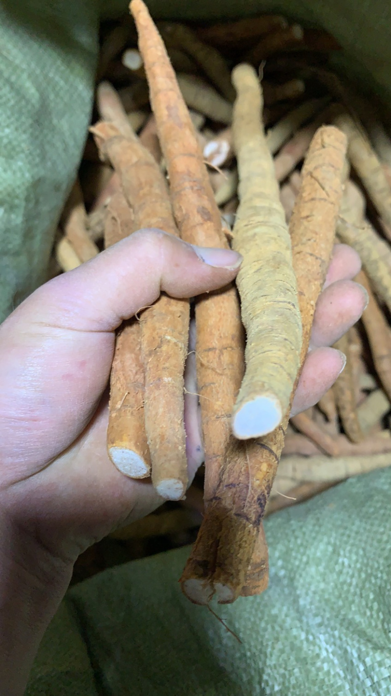 新鲜牛大力薯（长期供应）
