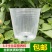 营养杯，加仑盆，一级原材料生产，经久耐用，硬度好，支
