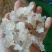 缅甸特级雪燕】缅甸原产地直发雪燕批发零售。